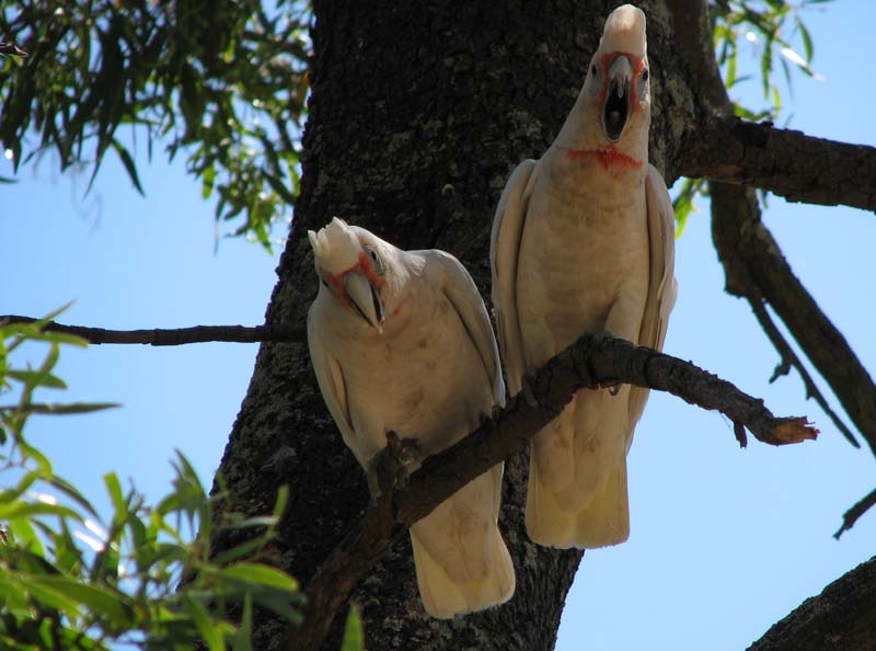 Major Mitchell's Cockatoos